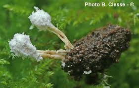 Attēlu rezultāti vaicājumam “Cordyceps farinosa”
