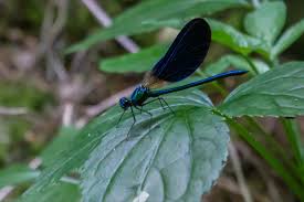 Attēlu rezultāti vaicājumam “Calopterygidae”