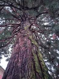 Image result for Mammutbaum