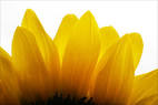 petals