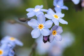 Attēlu rezultāti vaicājumam “Myosotis”