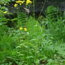 Attēlu rezultāti vaicājumam “Crepis paludosa leaf”