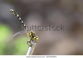 Attēlu rezultāti vaicājumam “Ophiogomphus cecilia”