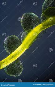 Attēlu rezultāti vaicājumam “Mylia anomala”