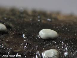 Attēlu rezultāti vaicājumam “Didymium difforme macro”