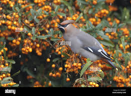Attēlu rezultāti vaicājumam “Bombycilla garrulus adult”