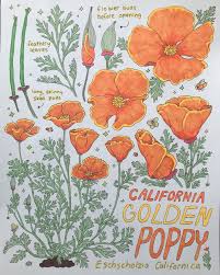 Attēlu rezultāti vaicājumam “Eschscholzia californica leaf”