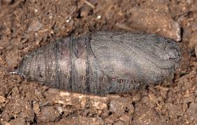 Attēlu rezultāti vaicājumam “Laothoe populi larva”