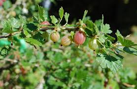 Attēlu rezultāti vaicājumam “Ribes uva-crispa fruit”