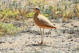 Image result for Cursorius cursor