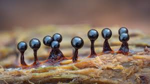 Attēlu rezultāti vaicājumam “Metatrichia sp.”