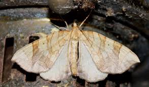 Attēlu rezultāti vaicājumam “Eulithis sp.”