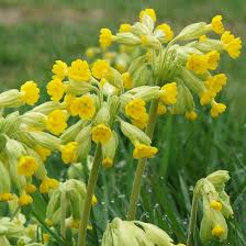 Image result for Primula veris