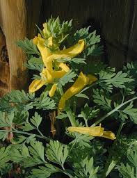 Attēlu rezultāti vaicājumam “Corydalis”