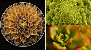Image result for life flower