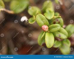 Attēlu rezultāti vaicājumam “Vaccinium vitis-idaea bud”