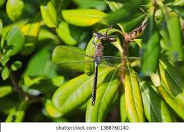 Attēlu rezultāti vaicājumam “Anax parthenope”
