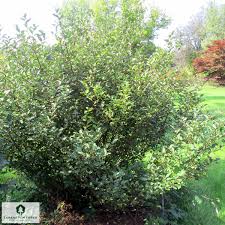 Attēlu rezultāti vaicājumam “Elaeagnus commutata”