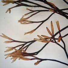 Attēlu rezultāti vaicājumam “Furcellaria lumbricalis”