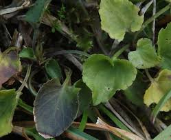 Attēlu rezultāti vaicājumam “Viola rupestris leaf”