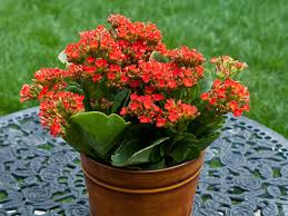 Image result for Kalanchoe blossfeldiana