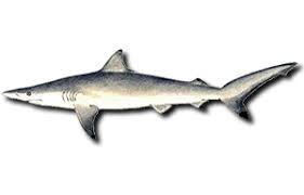 Image result for Carcharhinus brevipinna