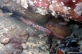 Image result for Enteroctopus dofleini