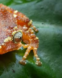 Attēlu rezultāti vaicājumam “Philonotis marchica macro”