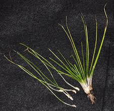 Attēlu rezultāti vaicājumam “Isoetaceae”