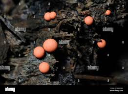 Attēlu rezultāti vaicājumam “Colloderma oculatum plasmodium”