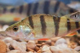 Attēlu rezultāti vaicājumam “Perca fluviatilis”