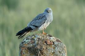 Attēlu rezultāti vaicājumam “Circus pygargus adult”