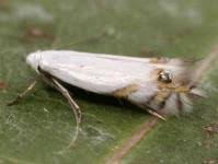 Attēlu rezultāti vaicājumam “Lyonetiidae”