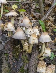 Attēlu rezultāti vaicājumam “Coprinus micaceus”