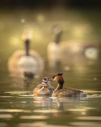 Attēlu rezultāti vaicājumam “Podiceps cristatus juvenile”
