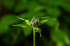 Attēlu rezultāti vaicājumam “Paris quadrifolia leaf”