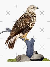 Attēlu rezultāti vaicājumam “Buteo lagopus”