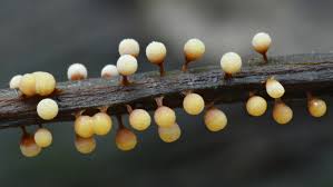 Attēlu rezultāti vaicājumam “Craterium leucocephalum macro”