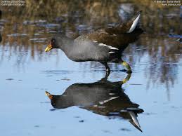Attēlu rezultāti vaicājumam “Gallinula chloropus adult”