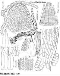Attēlu rezultāti vaicājumam “Orthotrichum, Nyholmiella”