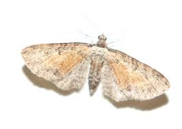 Attēlu rezultāti vaicājumam “Eupithecia icterata”