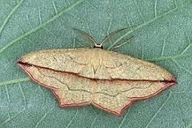 Attēlu rezultāti vaicājumam “Timandra comae”