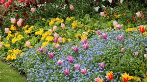 Image result for Vergissmeinnicht