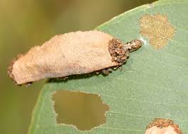 Attēlu rezultāti vaicājumam “Oecophoridae”