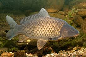 Image result for Cyprinus chilia