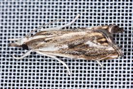 Attēlu rezultāti vaicājumam “Catoptria fulgidella”