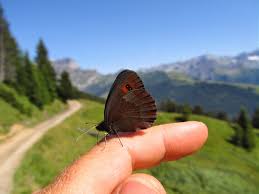Attēlu rezultāti vaicājumam “Erebia aethiops underside”