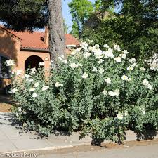 Image result for Romneya coulteri