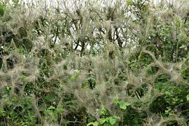 Attēlu rezultāti vaicājumam “Yponomeuta evonymella larva”