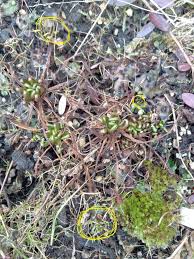 Attēlu rezultāti vaicājumam “Drosera x obovata leaf”
